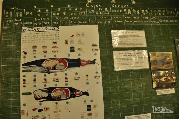 Diagrama em japonês sobre como aproveitar uma carcaça de baleia, exposta no museu de Grytviken, na Geórgia do Sul